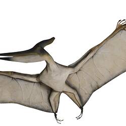 Pterosaur model, wings spread.