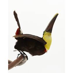 Black bird specimen with yellow-chest.