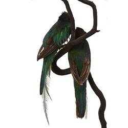 Two iridescent green and blue bird specimens on branch.