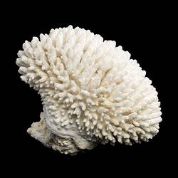 Dry white coral made up of multiple small branches.
