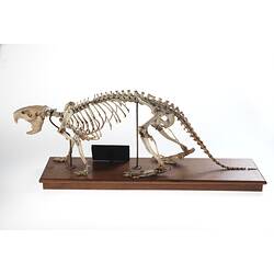 Skeletal Mount - American Beaver, Castor canadensis