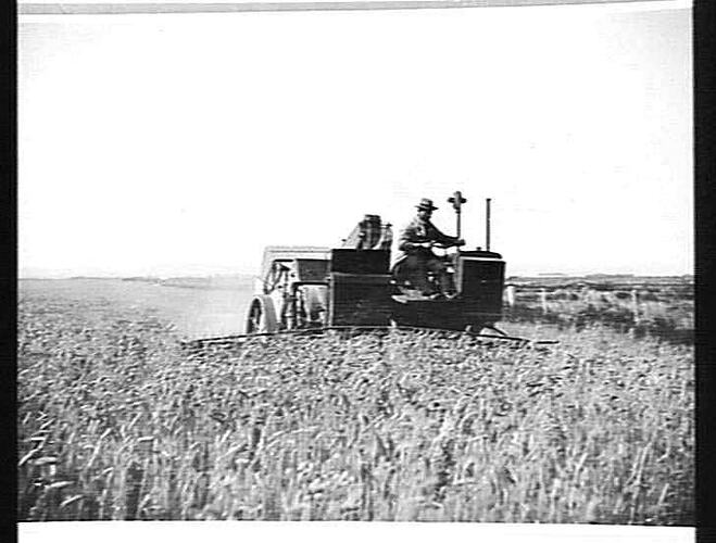 14 FT. AUTO HEADER ON MR. HARDY'S FARM, CARDINIA, VIA KOO WEE RUP: JAN 1929
