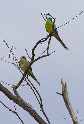 Red-rumped Parrot.