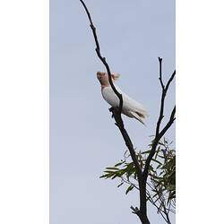 Pink and white bird in bare tree,