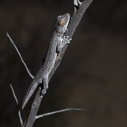 Grey gecko on woody plant.