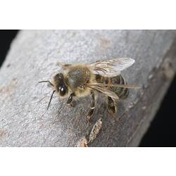 Honey Bee on tree.