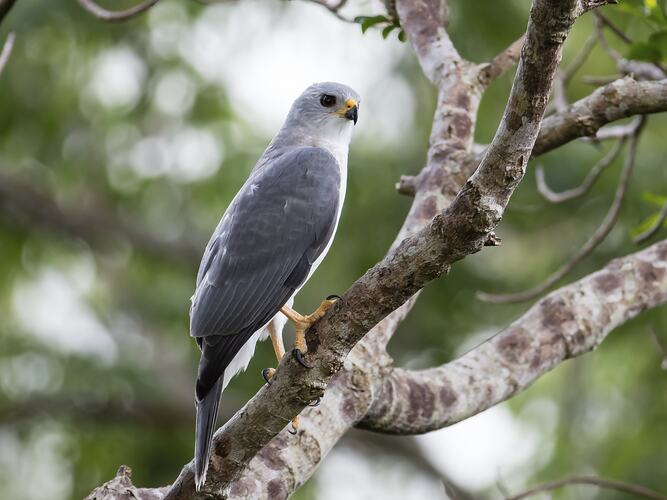 Grey and whtie bird in tree.