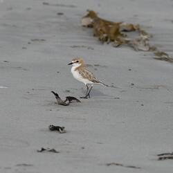 Red-capped Plover.