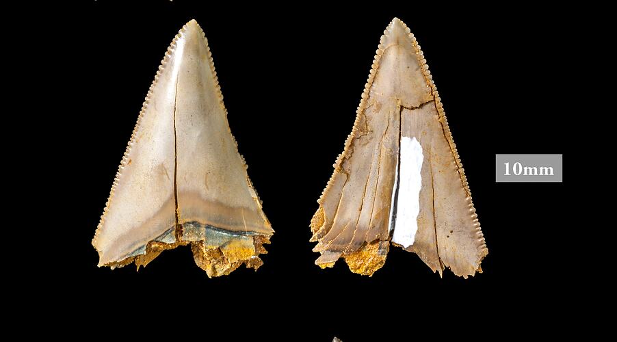 Two triangular teeth with serrated edges.