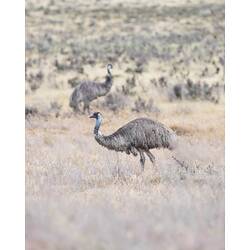 Emu standing in brush.