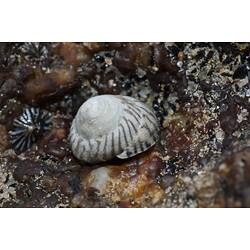 White snail shell with darker stripes on rock.