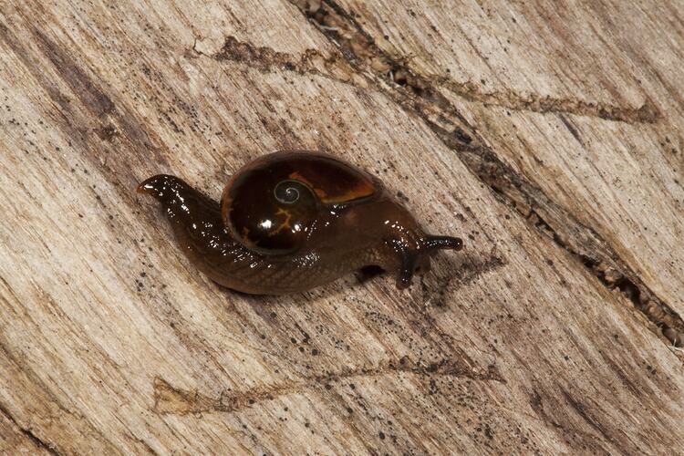 <em>Helicarion nigra</em>, semi-slug. Wilsons Promontory National Park, Victoria.