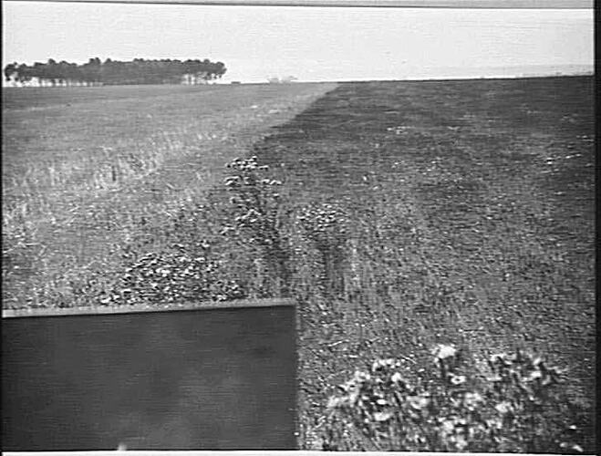 `WISCONSIN' AUTO AND 8 FT. STANDARD HEADER IN A 12 BAG PER ACRE THISTLE INFESTED CROP OF `FREE GALLIPOLI' WHEAT ON THOMPSON BROS' FARM, BEAUFORT: 4/2/1930