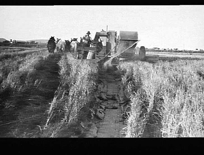H.B. WELLS, YENDA. RICE HEADER.  80 ACRES ESTIMATE YIELD 200 TONS. 50 BAGS PER ACRES ON DAY WHERE PHOTOS TAKEN.  IN ONE DAY 1 1/2 ACRES YIELDED 80 BAGS.  MACHINE ON FORK SLIDE. VERY BOGGY RED SOIL.  PULLED BY 10 HORSES. AVERAGE 180 BAGS PER DAY OF 5 HOURS