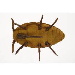 Underside of model of brown bug.