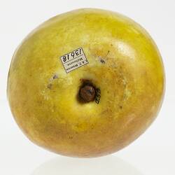 Wax model of an apple painted yellow. Top view.