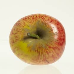 Wax model of an apple with stem, painted yellow and red. Top view.