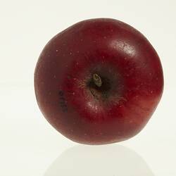 Wax model of an apple with stem, painted dark red, with brown stem. Top view.