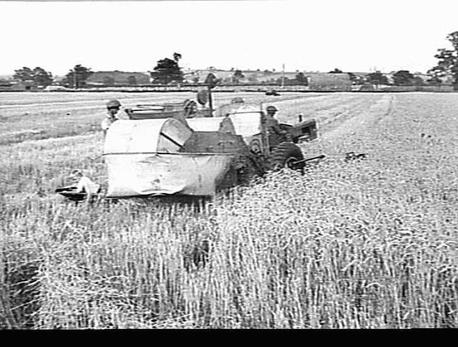 SUNSHINE E.F. HEADER IN ENGLAND: 6 FT E.F. HEADER & A.G. CLETRAC IN WHEAT, LEICESTER W.A.E.C., MELTON MOWBRAY, ENGLAND. YIELD BETWEEN 60 & 70 BUSHELLS PER ACRE: SEPT 1943. 6 FT ENGINE FUNCTIONED HEADER (SUNSHINE) IN THE HANDS OF W.A.E.C. PULLED BY CLETRAC