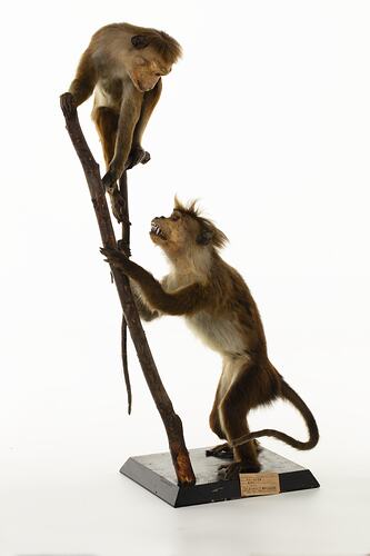 Two taxidermied monkeys, one at the base of a branch and one at the tip, looking down.