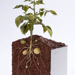 Wax model of green potato plant, showing the root system in brown soil. Three quarter view.