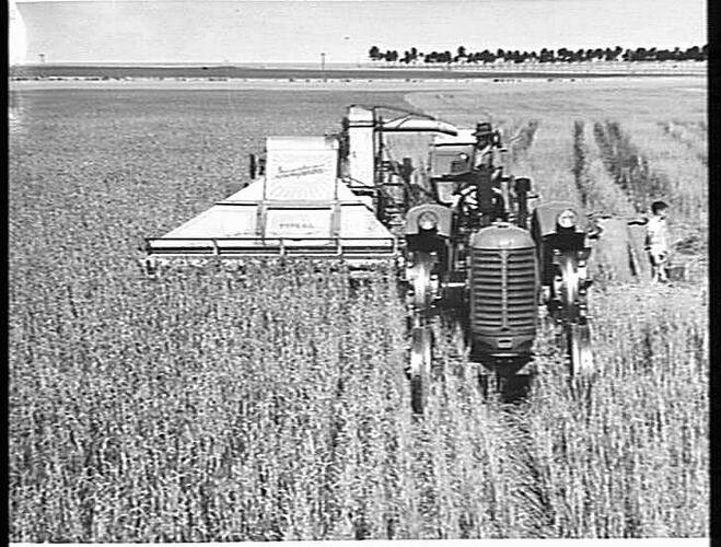 MR. V. R. HEARD OF HORSHAM, VICTORIA, HARVESTS 39 BUSHELS OF `GHURKA' WHEAT TO THE ACRE WITH HIS SUNSHINE 10 FT `A.L.' STRIPPER-HARVESTER DRAWN BY A SUNSHINE MASSEY HARRIS TRACTOR: JAN 1949