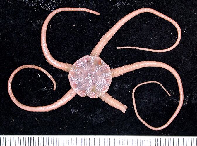 Back view of pink  brittle star with broken arm on black background with ruler.