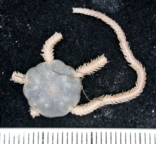 Back view of cream-grey brittle star with broken arms on black background with ruler.
