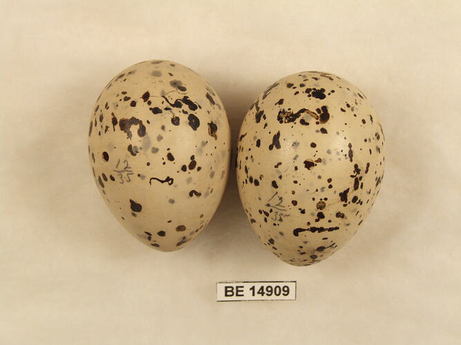 Two bird eggs with specimen label.