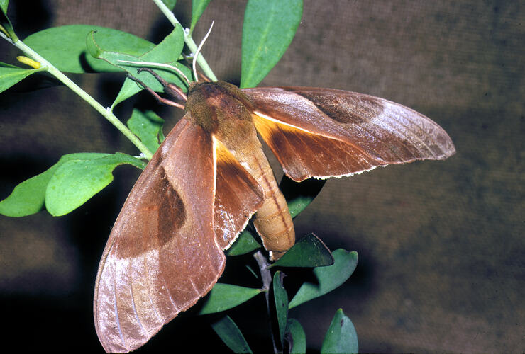 Brown moth with pale stipes on wings.