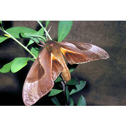 <em>Coequosa triangularis</em> (Pfitzner, 1805), Double-headed Hawk Moth