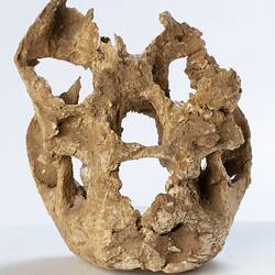Giant fossil kangaroo skull, <em>Procoptodon goliah</em> (Owen, 1845)