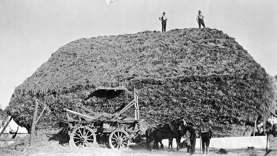 [Building a giant haystack, Glengower, near Creswick, 1939. The haystack is surrounded by a mouse proof fence.]