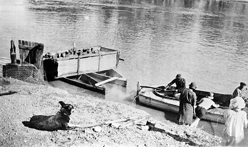 [Moving sheep across the Murray River by punt, Euston, NSW, about 1925. The sheep are in a pen which is balancing on two small boats.]