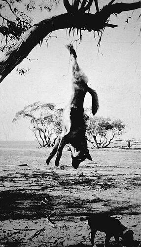 [A dead dingo hanging from a tree, Darling, NSW, about 1930.]