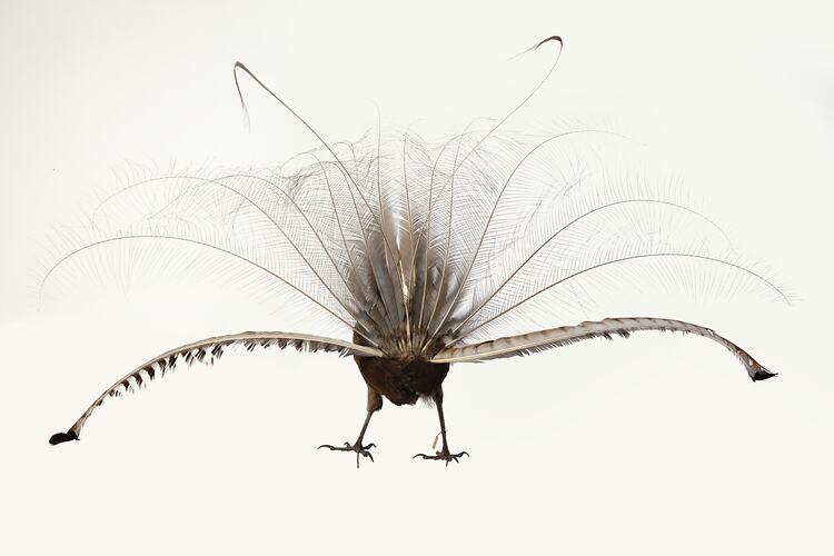Dark bird specimen mount with long elaborate tail feathers spread.
