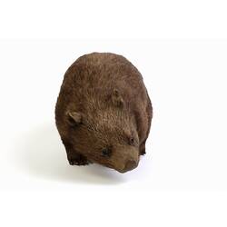 Wombat specimen mounted in a standing pose.