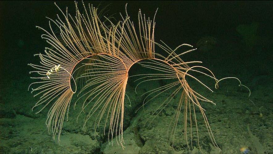 Golden coral with many long tendrils near the sea floor.