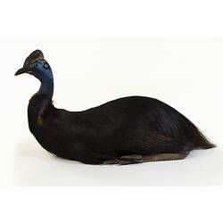 Large black bird specimen with a blue head mounted in a sitting pose.