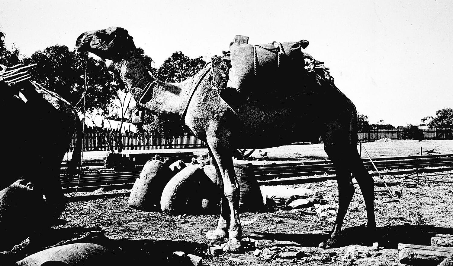 Negative - Camel Carrying Salt, Underbool, Victoria, circa 1930