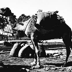 Negative - Camel Carrying Salt, Underbool, Victoria, circa 1930