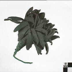 Artificial Flower - Green Suede, circa 1950s-1970s