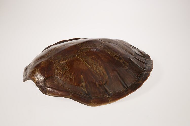 Glossy brown turtle shell.