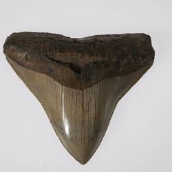 Triangular fossil shark tooth.