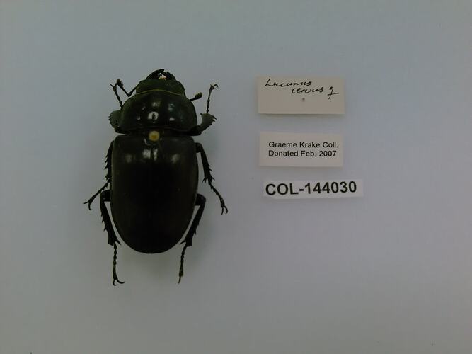 Dorsal view of pinned beetle specimen with labels.