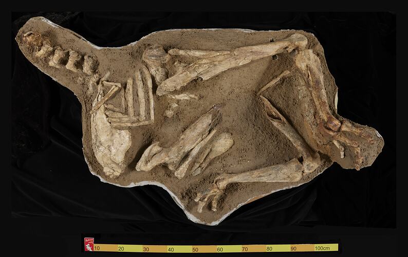 Articulated fossil bird skeleton in matrix inside a plaster jacket.