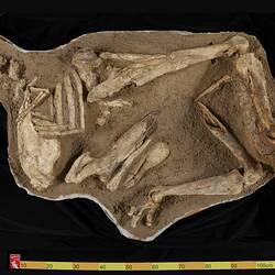 <em>Genyornis newtoni</em> Stirling & Zeitz, 1896