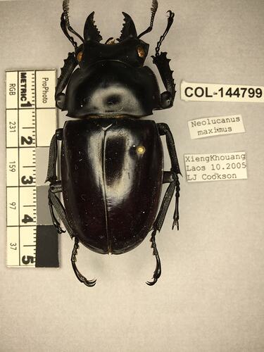 Shiny brown beetle specimen with large mandibles, pinned next to text labels.
