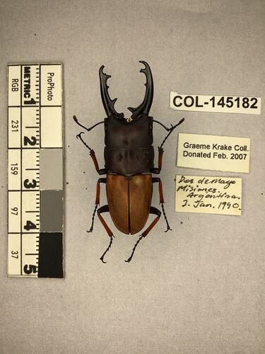 Dorsal view of pinned beetle specimen with labels.