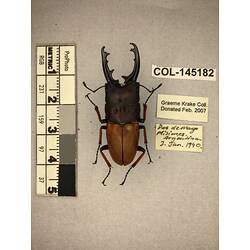 Dorsal view of pinned beetle specimen with labels.